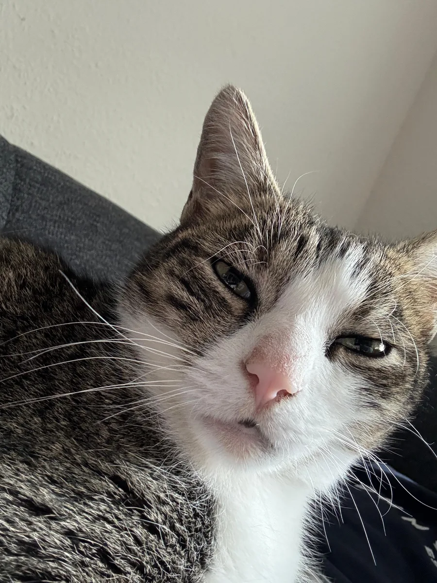 Alvin – ein braun getigerter Kater mit weißer Blesse und weißer Brust, mit halb geschlossenen Augen
