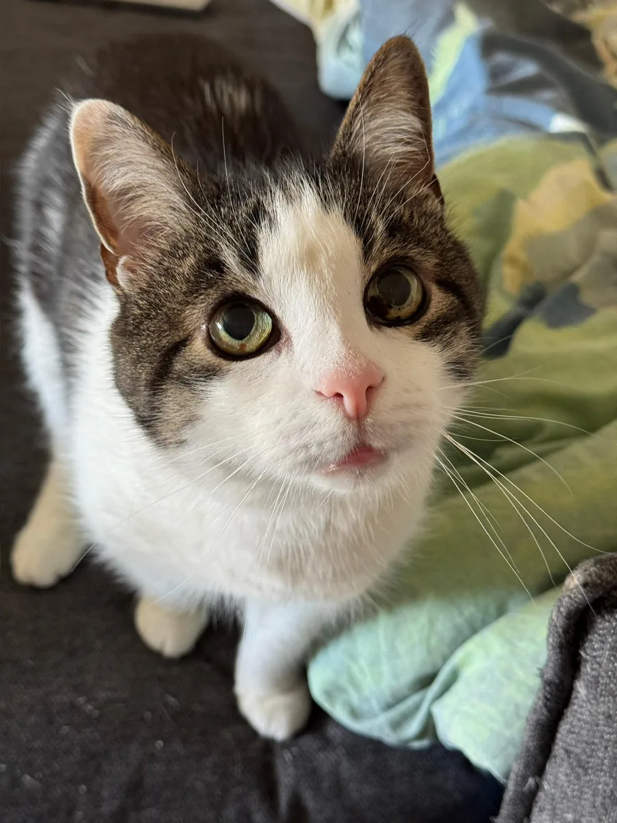 Tom – ein getigerter Kater mit weißer Blesse, weißer Brust und weißen Pfoten